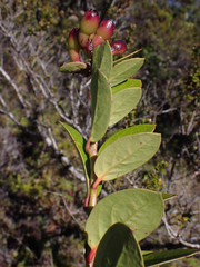 Macleania rupestris