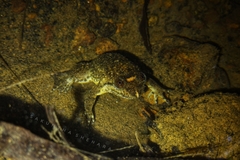 Lankanectes corrugatus