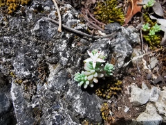 Sedum potosinum