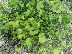 Bauhinia lunarioides