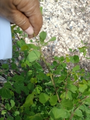 Bauhinia lunarioides