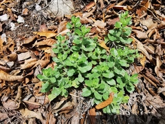 Heterotheca mucronata