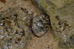 Nerita polita