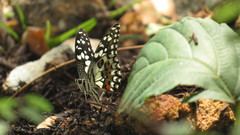 Papilio demoleus malayanus
