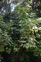 Kaunia lasiophthalma