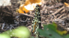 Papilio demoleus malayanus