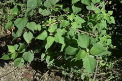 Kaunia lasiophthalma