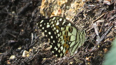 Papilio demoleus malayanus