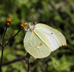 Gonepteryx nepalensis