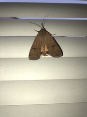 Noctua pronuba