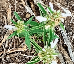 Monarda citriodora