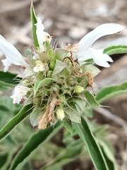 Monarda citriodora