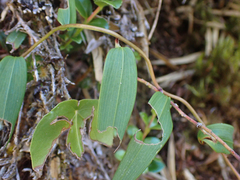 Bomarea hirsuta