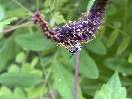 Apis mellifera image