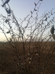 Vachellia campechiana
