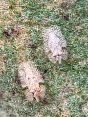 Corythucha eriodictyonae