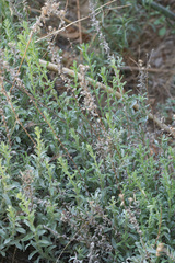 Heterotheca sessiliflora