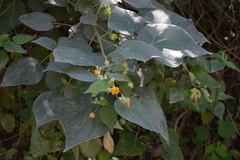 Abutilon grandifolium