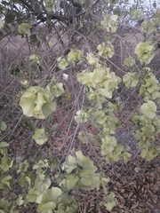 Callaeum macropterum