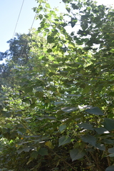 Abutilon grandifolium