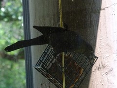 Quiscalus quiscula quiscula