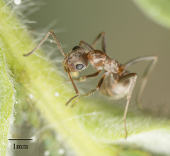 Formica francoeuri