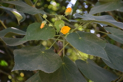 Abutilon grandifolium