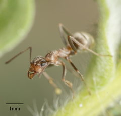 Formica francoeuri