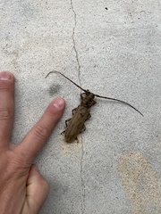 Criodion tuberculatum