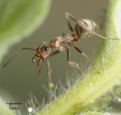 Formica francoeuri