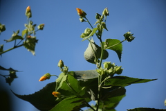 Abutilon grandifolium
