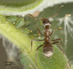 Formica francoeuri