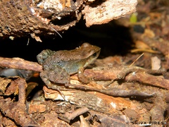 Crossodactylus gaudichaudii