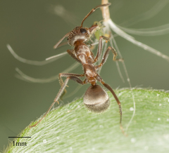 Formica francoeuri