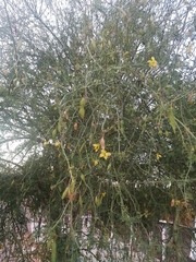 Parkinsonia