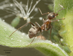 Formica francoeuri