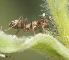 Formica francoeuri