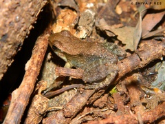 Crossodactylus gaudichaudii