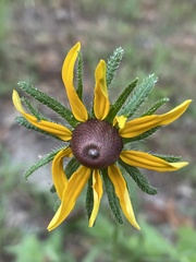 Rudbeckia hirta pulcherrima