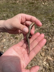 Plestiodon anthracinus