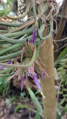 Tillandsia seleriana