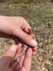Plestiodon anthracinus