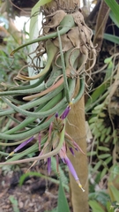 Tillandsia seleriana