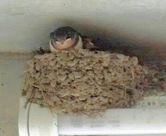 Hirundo rustica