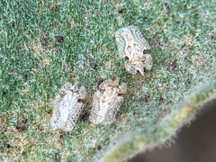 Corythucha eriodictyonae