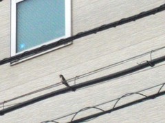 Hirundo rustica