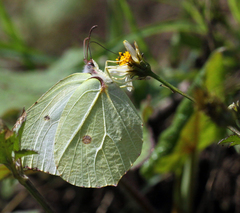 Gonepteryx nepalensis