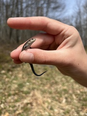 Plestiodon anthracinus