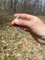 Plestiodon anthracinus