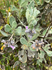 Corythucha eriodictyonae